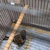 گلبسر نر|پرنده|پاکدشت, شهرک امام رضا|دیوار