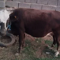 2 گاو و 1 گوساله