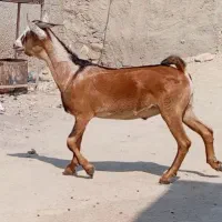 دو تا کهره نر ۱۰ کیلویی دانه ی اطراف رویدر