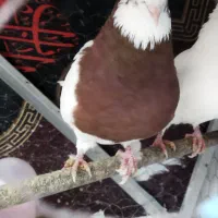 کبوتر جوانه