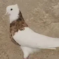 طوقی نقش وپرشی|پرنده|مبارکه, |دیوار