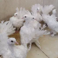 کبوتر تزیینی|پرنده|بیرجند, |دیوار