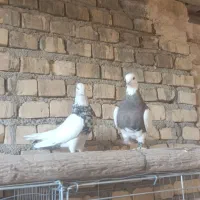 سرور طوقی|پرنده|حمیدیا, |دیوار