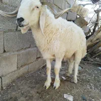 غوچ دورگه