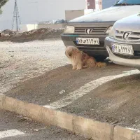 سگ پیدا شده