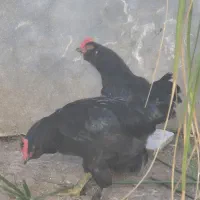معاوضه خروس  با مرغ