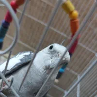 جفت عروس هلندی