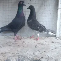 کفتر دو تا صید نر چاپی سبز دم سفید زاغ دورگ قلدر