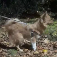 سگ پامر خانگی|سگ|رباطکریم, الارد|دیوار