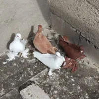 کبوتر لوتی