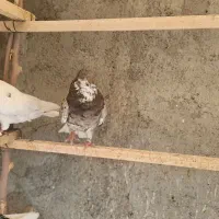 سرور کرواتی کاکولی ماده|پرنده|کهریزک, |دیوار