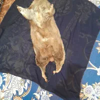 هیزه|خوردنی و آشامیدنی|اندیمشک, |دیوار