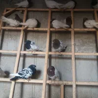 کبوترکله ای