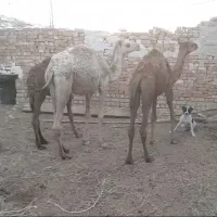 شتر نر