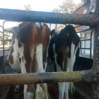 ۱۳000000|حیوانات مزرعه|بم, |دیوار