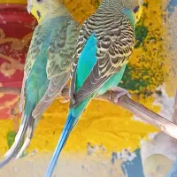 جفت رنگ خاص معامله میکنم مرغشق دیگه