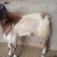 پازن گوشتی زیر قیمت