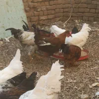 خروس|پرنده|آران و بیدگل, |دیوار