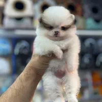 پاگ، یورکشایر، شیواوا پودل و پامر|سگ|تهران, درکه|دیوار