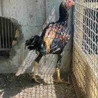 خروس لاری ذات دار