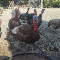 فروش بوقلمون محلی|حیوانات مزرعه|قلعه شاهین, |دیوار