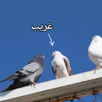 کبوتر جهت برکت