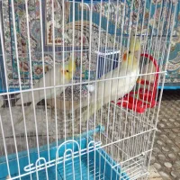 عروس هلندی لوتینو