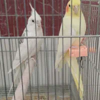 فروش عروس هلندی