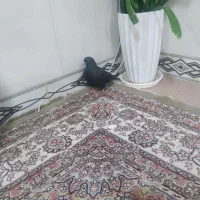 کبوتر یا کفتر