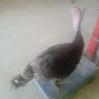 دوعدد بوقلمون نر وماده