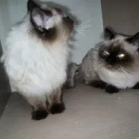 گربه هیمالیا|گربه|اهواز, کیانپارس |دیوار