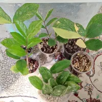 زاموفیلیا ابلق و زاموفیلیا عاج فیلی ابلق