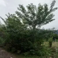 زمین.باغی|فروش زمین و ملک کلنگی|چابکسر, |دیوار