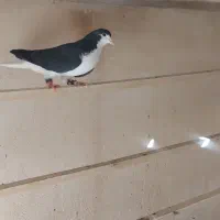 ماده پلاس|پرنده|قم, انسجام|دیوار