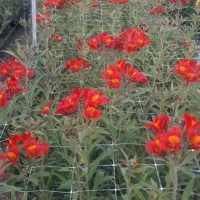 تولیدی گل رز و الستر