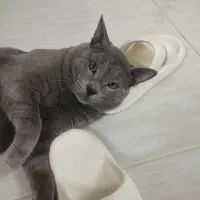 گربه از والدین اسکاتیش بریتیش|گربه|ساری, |دیوار