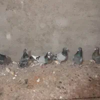 کبوتر پلاکی