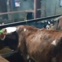 گاو گوساله|حیوانات مزرعه|چمستان, |دیوار