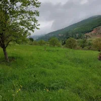 ۱۶۵۰ متر باغ گردو روستای لنگر کیاسر