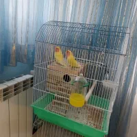 کوتوله برزیلی