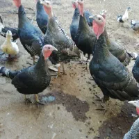 بوقلمون|حیوانات مزرعه|بیرانوند, |دیوار