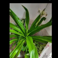 (( حراج گل های غول پیکر تخفیف ویژه میدم پیام بده))