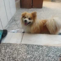 سگ گمشده امیر آباد