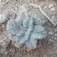 زمین-دوبر-در-میم