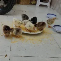 جوجه