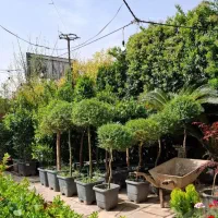 خدمات باغبانی باغچه کاری سمپاشی هرس کاری کاشت|خدمات باغبانی و درختکاری|تهران, نیروی هوایی (پیروزی)|دیوار