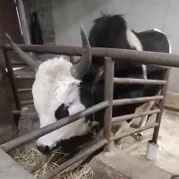 ورزاخوشگل