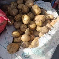 سیب زمینی درجه یک