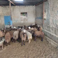 بره نر ماده گوشتی|حیوانات مزرعه|بوئین و میاندشت, |دیوار