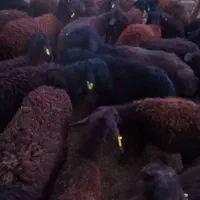 بره غزل افشار م|حیوانات مزرعه|قرچک, داوود آباد|دیوار